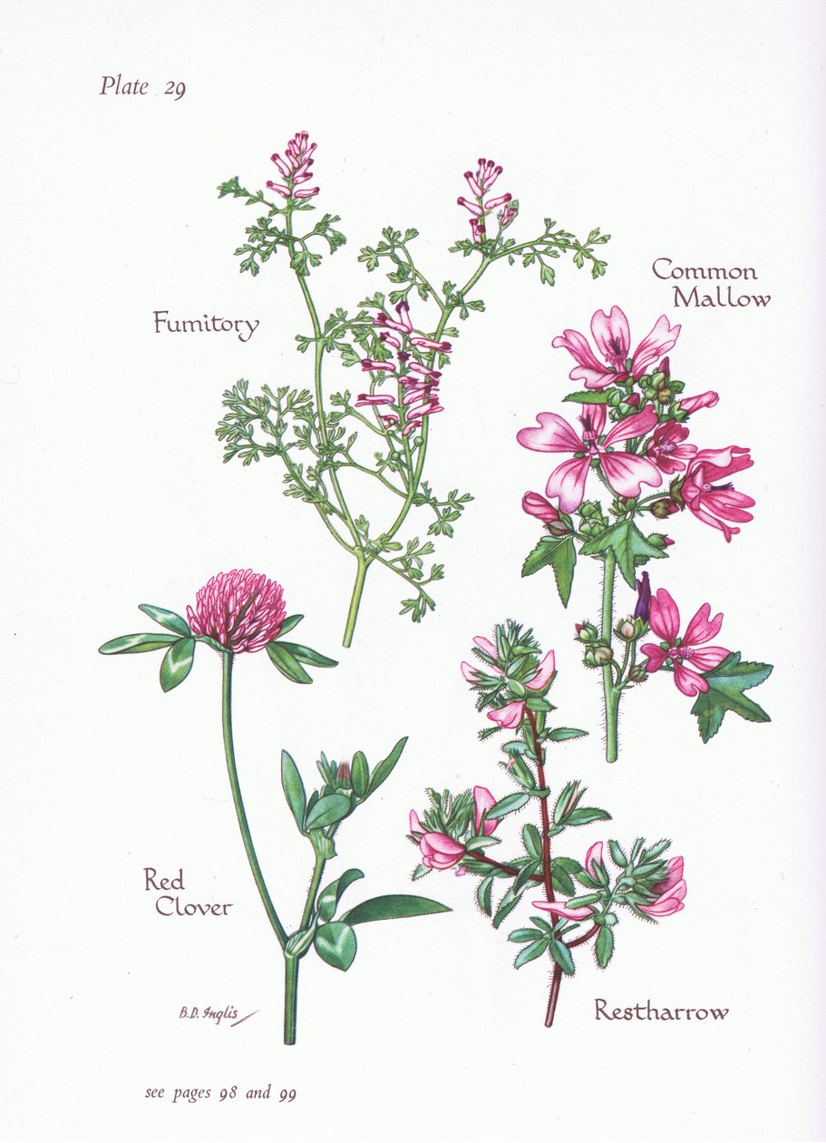 الملوخية المشتركة ، Restharrow ، Fumitory ، Red Clover ، 1951 بواسطة Bessie D. Inglis