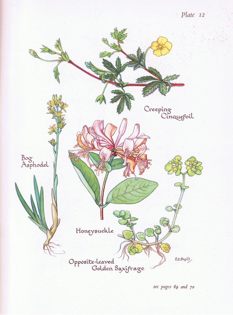 Creeping Cinquefoil، Bog Asphodel، Honeysuckle or Woodbine، Opposite -Leaved Golden Saxifrage، 1951 بواسطة Bessie D. Inglis