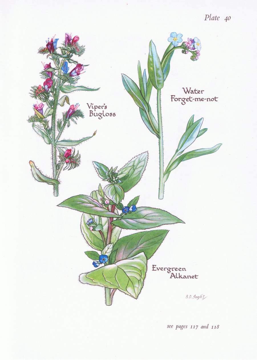 Evergreen Alkanet ، Vipers Bugloss ، Water Forget-Me-Not ، 1951 بواسطة Bessie D. Inglis