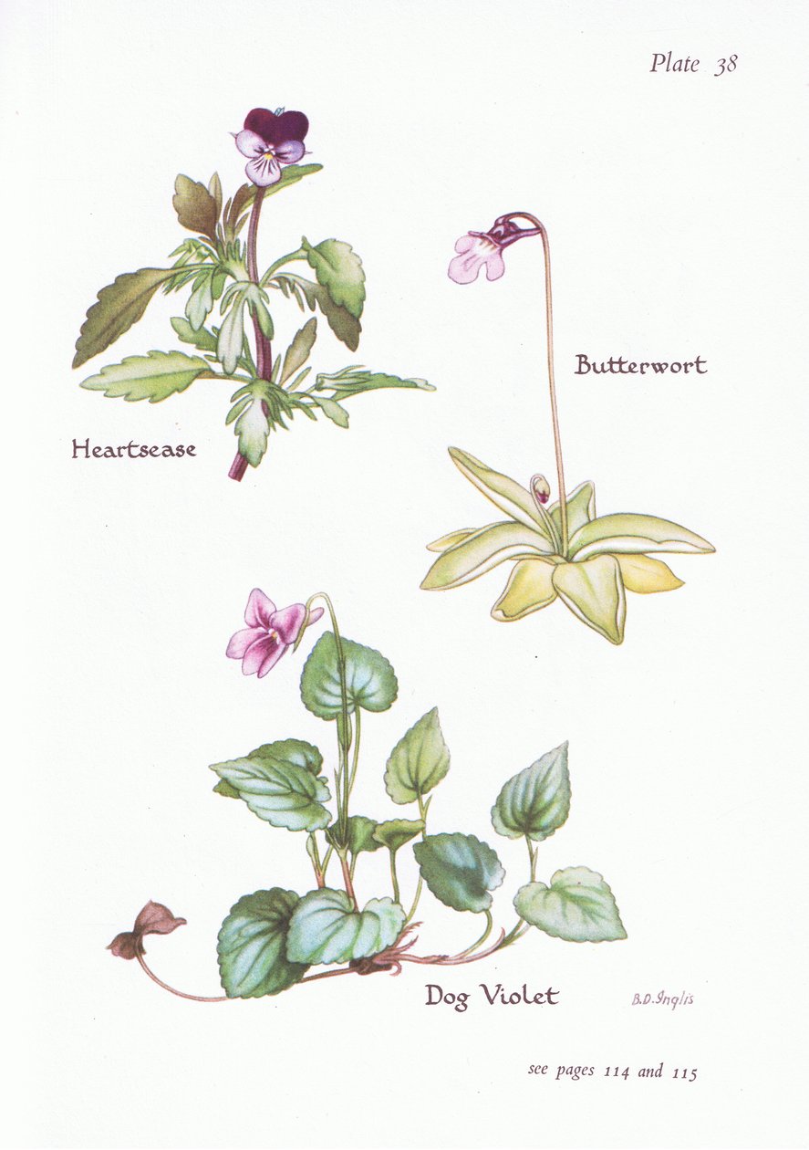 Heartsease ، Dog Violet ، Butterwort ، 1951 بواسطة Bessie D. Inglis