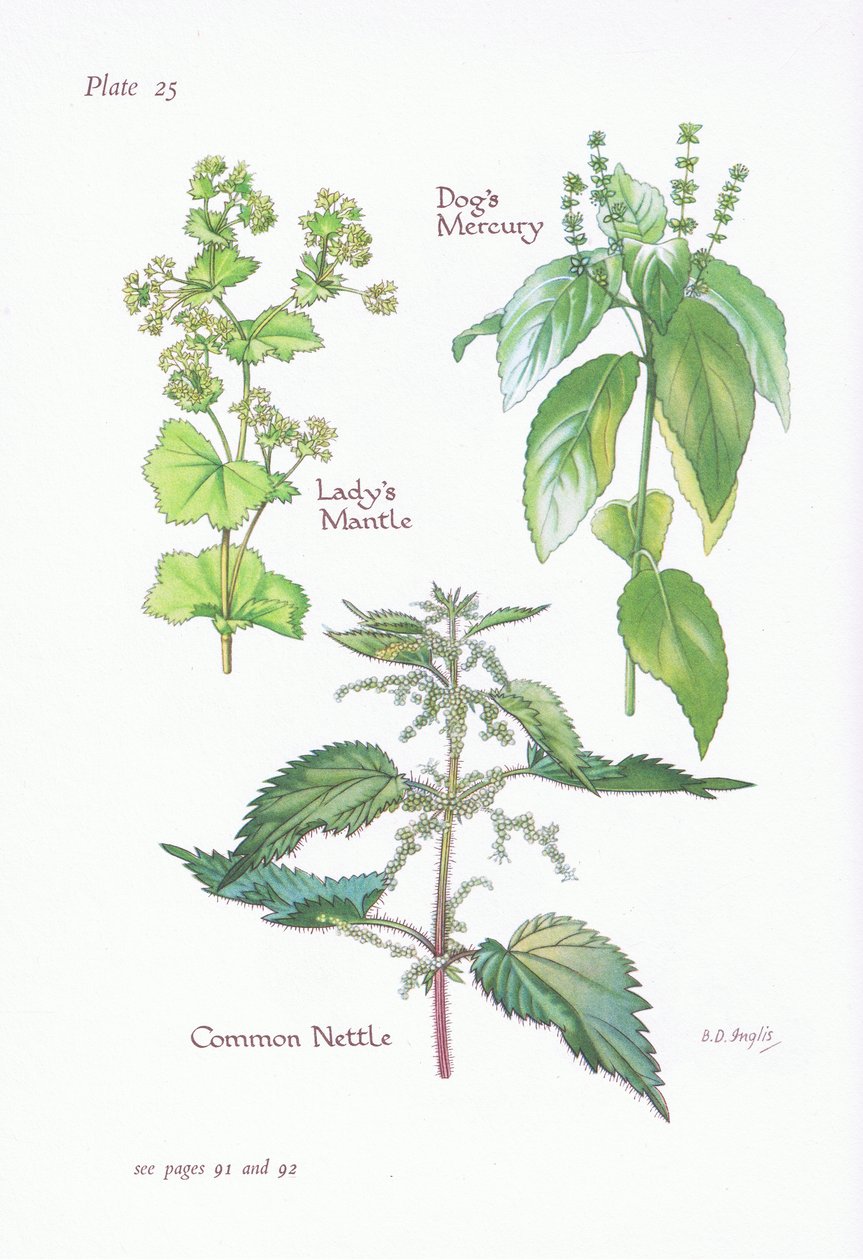 Ladys Mantle ، Dogs Mercury ، Common Nettle ، 1951 بواسطة Bessie D. Inglis