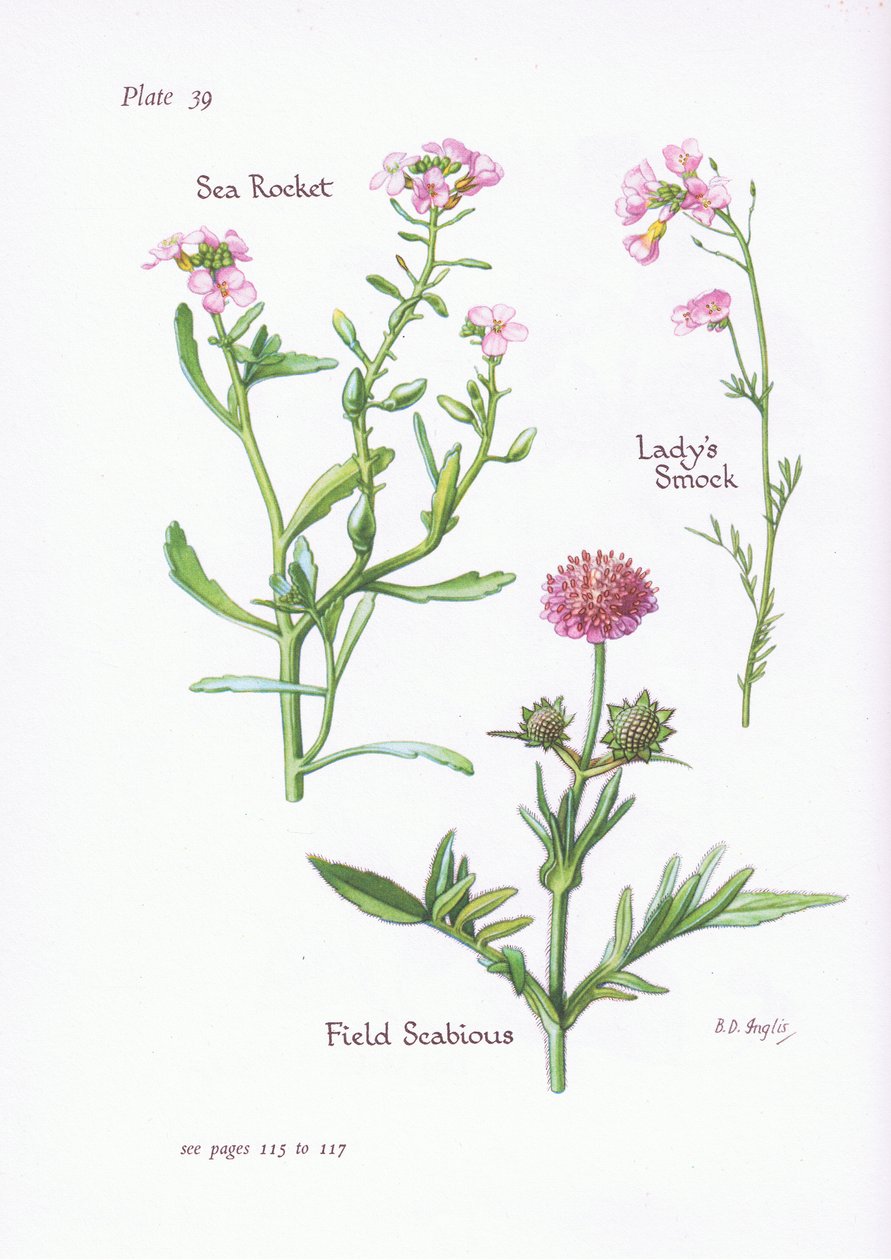 Ladys Smock أو Cuckoo Flower ، Field Scabious ، Sea Rocket ، 1951 بواسطة Bessie D. Inglis