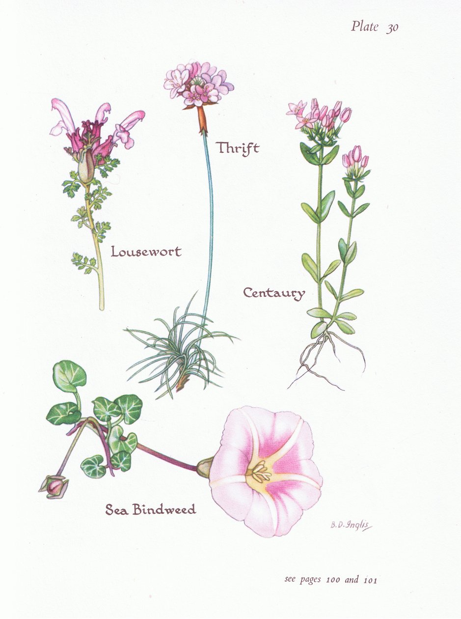 Lousewort ، Thrift or Sea Pink ، Centaury ، Sea Bindweed ، 1951 بواسطة Bessie D. Inglis