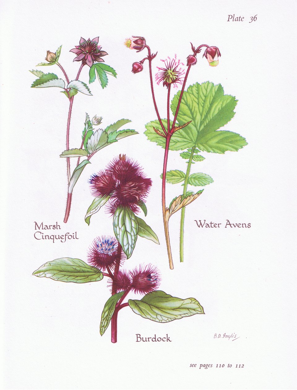 Marsh Cinquefoil ، Burdock ، Water Avens ، 1951 بواسطة Bessie D. Inglis