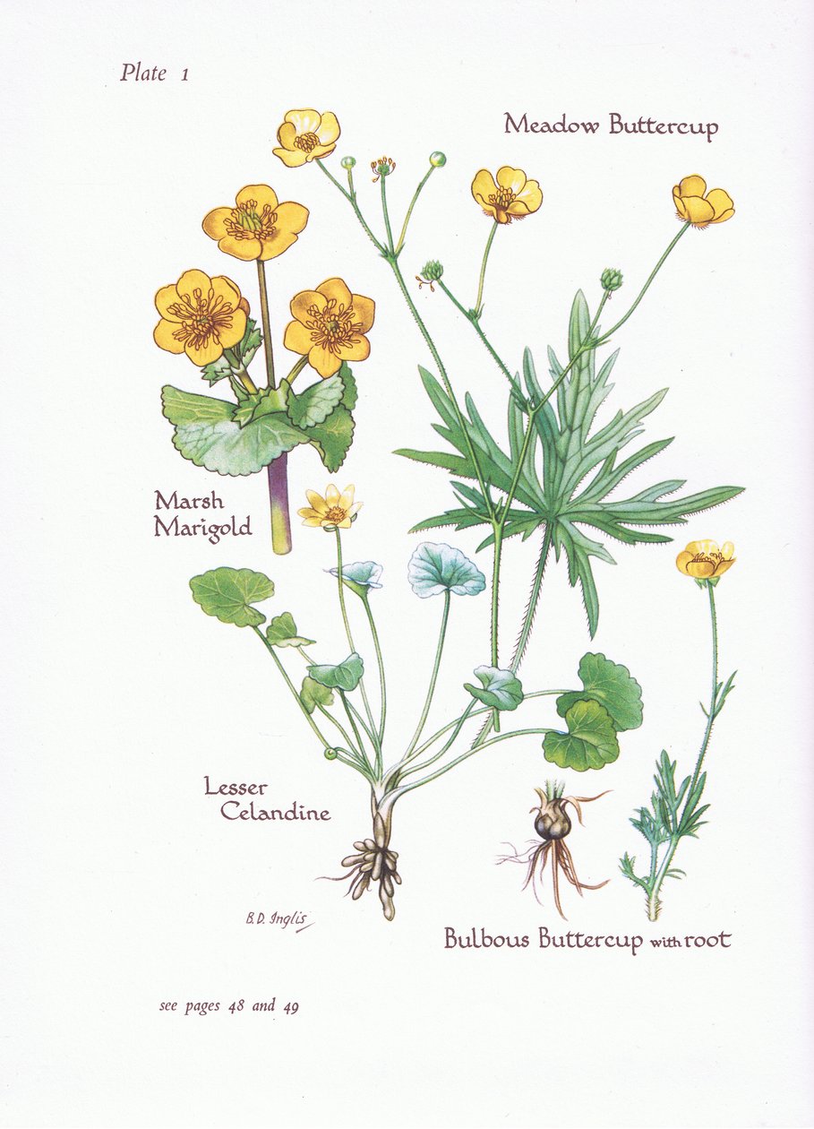 Marsh Marigold، Lesser Celandine، Meadow Buttercup، Bulbous Buttercup، 1951 بواسطة Bessie D. Inglis