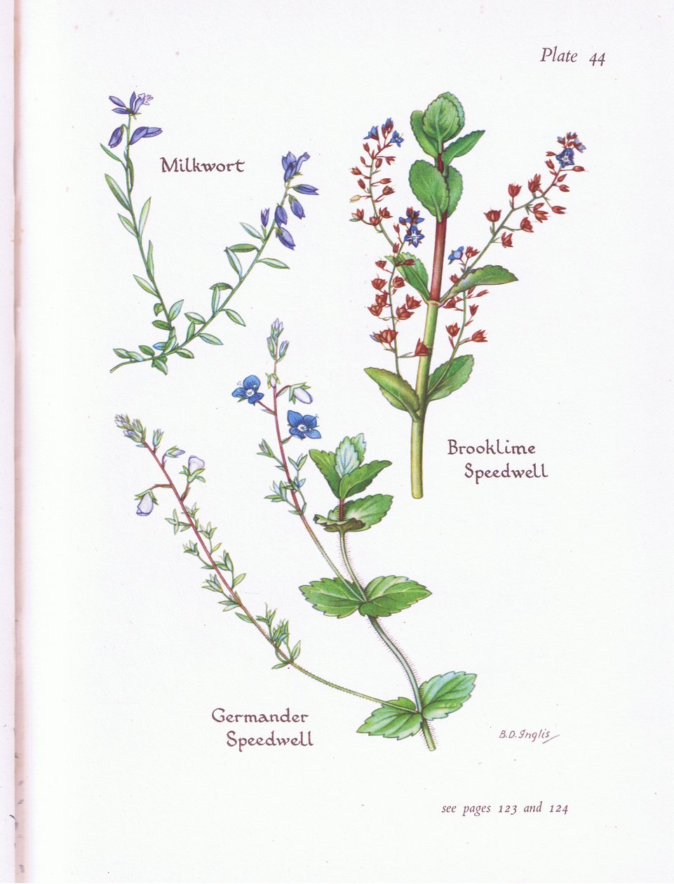 Milkwort و Brooklime و Speedwell و Germander Speedwell بواسطة Bessie D. Inglis