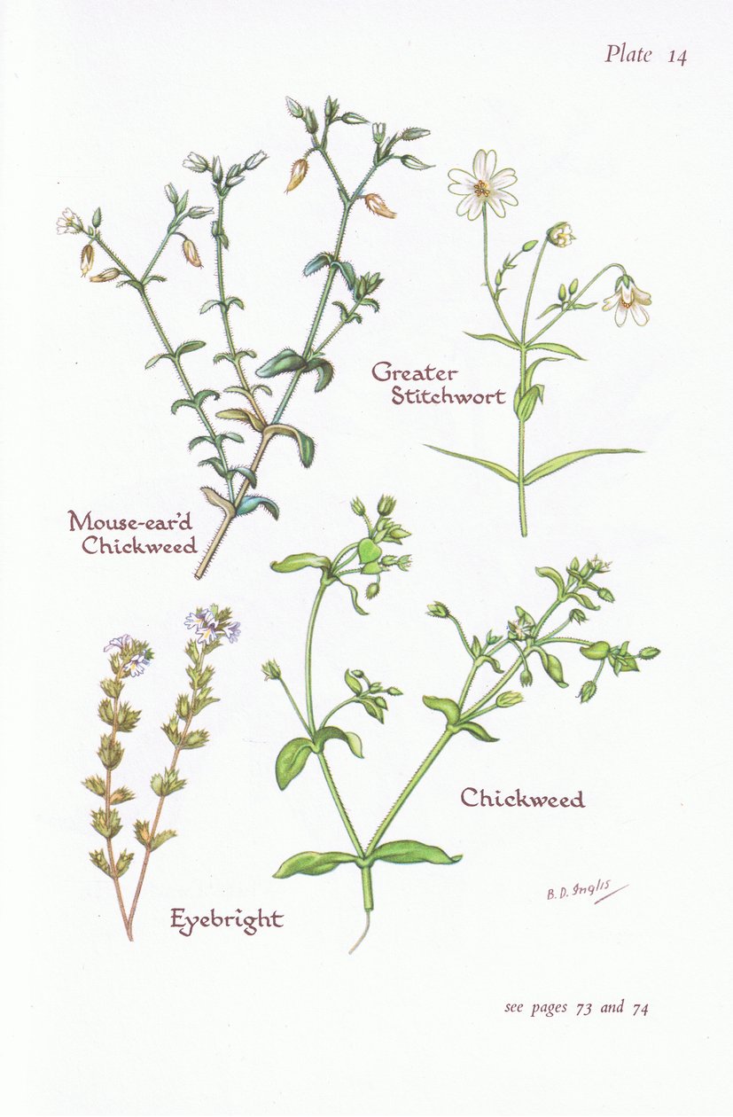 Chickweed ذو أذنين فأر ، Stitchwort الأكبر ، Chickweed ، Eyebright ، 1951 بواسطة Bessie D. Inglis