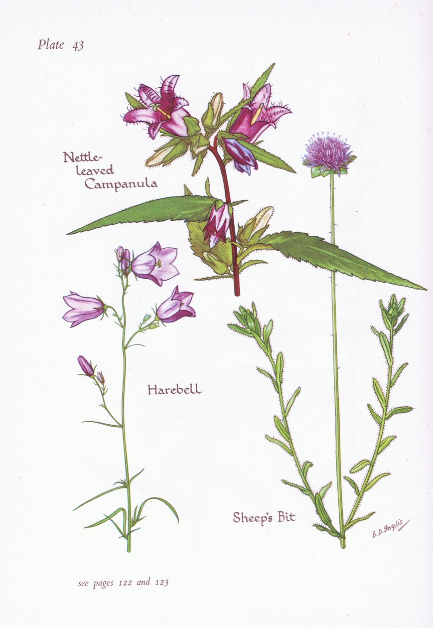 نبات القراص المخملي ، Harebell ، Sheeps Bit ، 1951 بواسطة Bessie D. Inglis