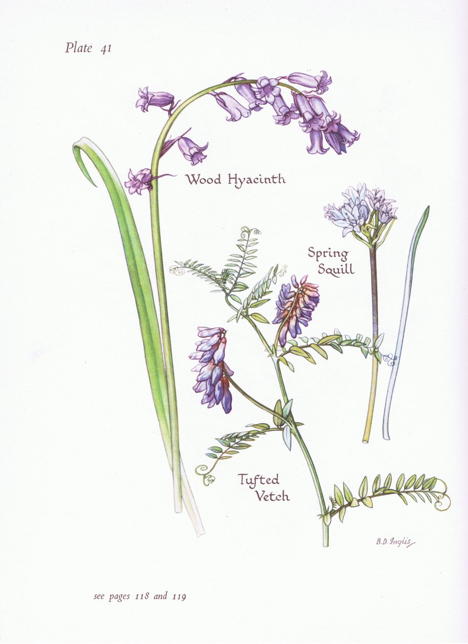 Spring Squill ، صفير الخشب ، البيقية معنقدة ، 1951 بواسطة Bessie D. Inglis