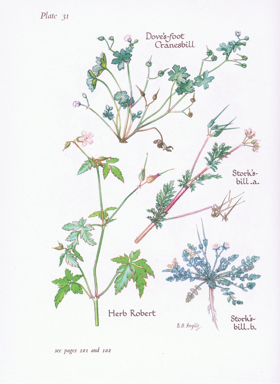 Storks Bill ، Doves Foot ، Cranesbill ، Herb Robert ، 1951 بواسطة Bessie D. Inglis