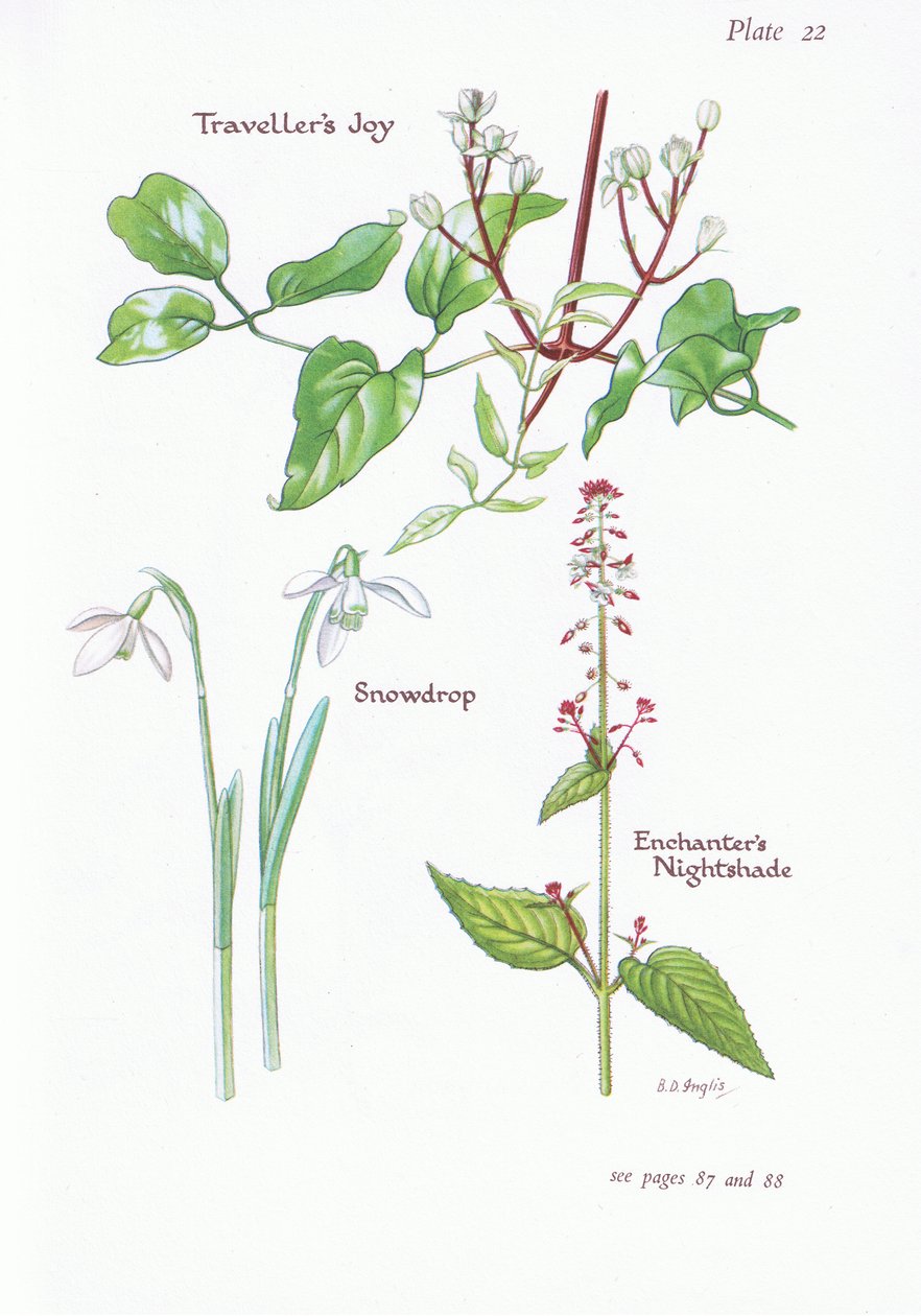فرحة المسافرين ، ليلة السحر ، Snowdrop ، 1951 بواسطة Bessie D. Inglis