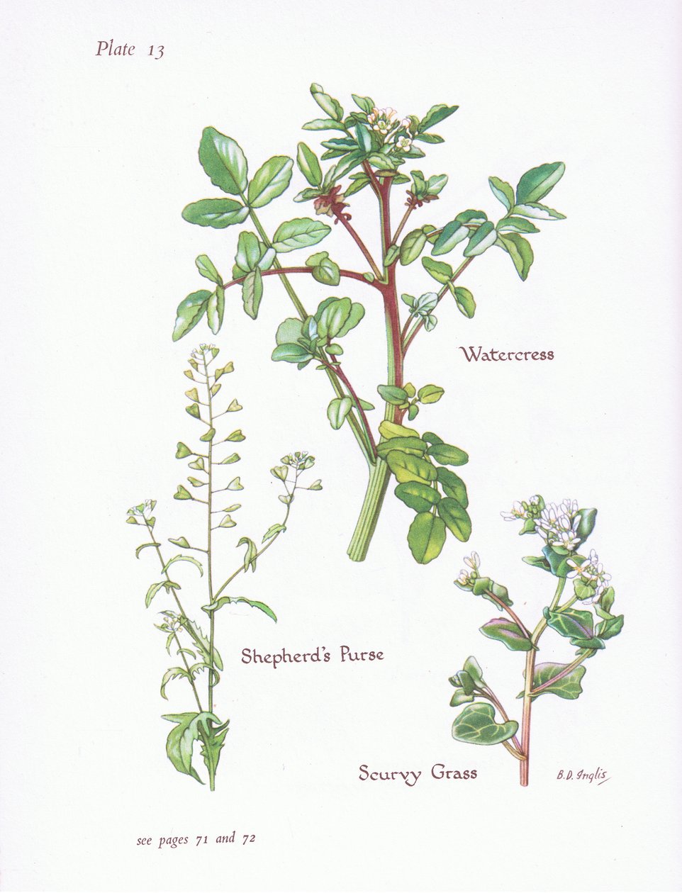 الجرجير ، محفظة الرعاة ، Scurvy Grass ، 1951 بواسطة Bessie D. Inglis