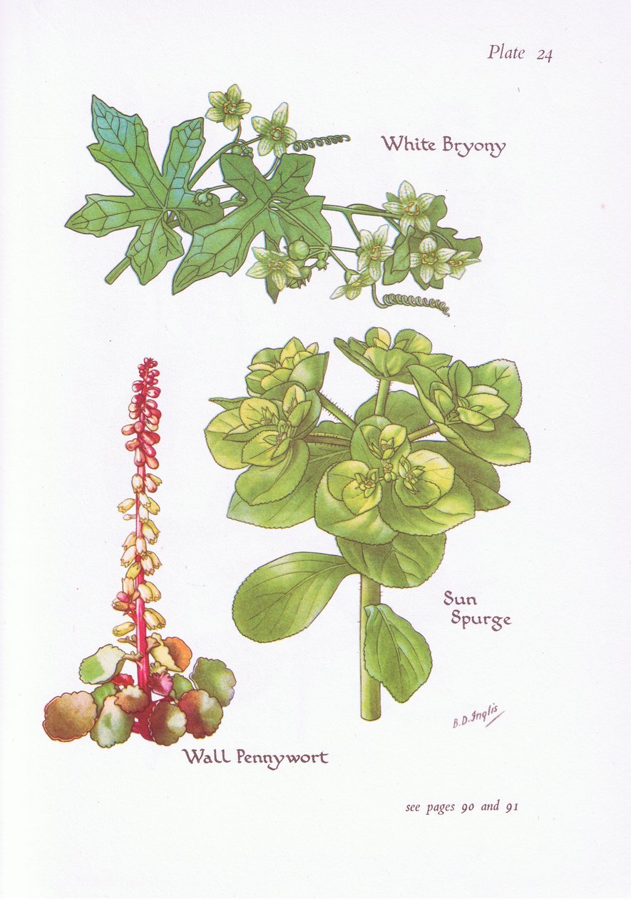 White Bryony ، Sun Spurge ، Wall Pennywort ، 1951 بواسطة Bessie D. Inglis