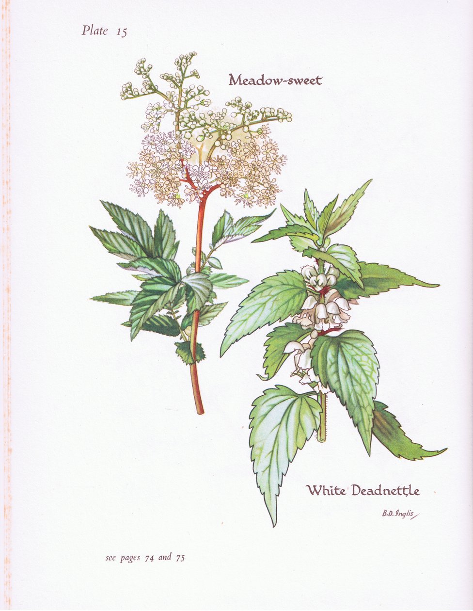 White Deadnettle ، Meadow Sweet ، 1951 بواسطة Bessie D. Inglis