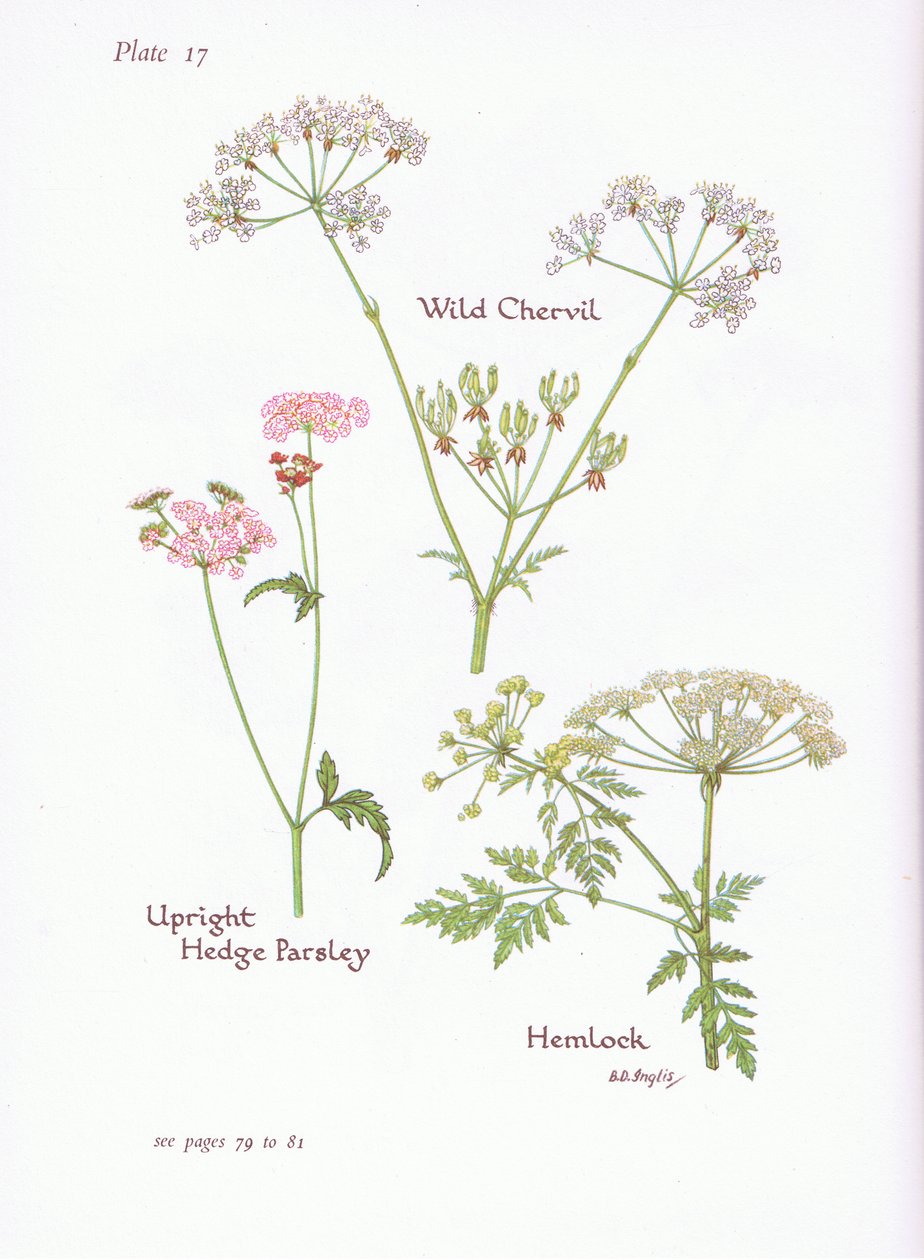 Wild Chevril ، Hemlock ، Upright Hedge Parsley ، 1951 بواسطة Bessie D. Inglis