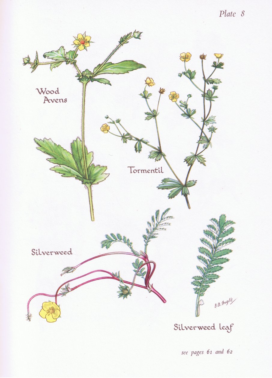 Wood Avens ، Tormentil ، Silverweed ، 1951 بواسطة Bessie D. Inglis