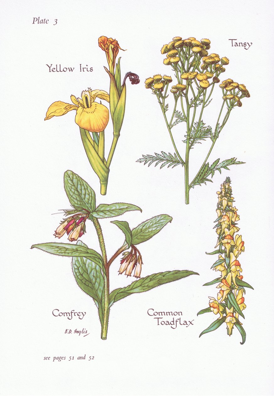 Yellow Iris ، Tansy ، Comfrey ، Common Toadflax ، 1951 بواسطة Bessie D. Inglis