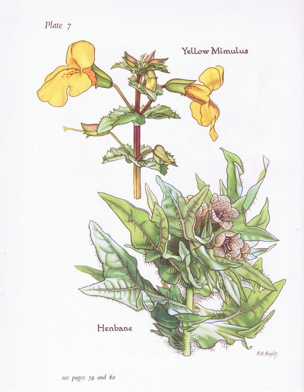 الأصفر Mimulus ، Henbane ، 1951 بواسطة Bessie D. Inglis