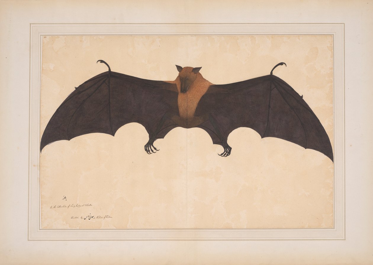 خفاش الفاكهة الهندي العظيم أو الثعلب الطائر (Pteropus Giganteus) بواسطة Bhawani Das