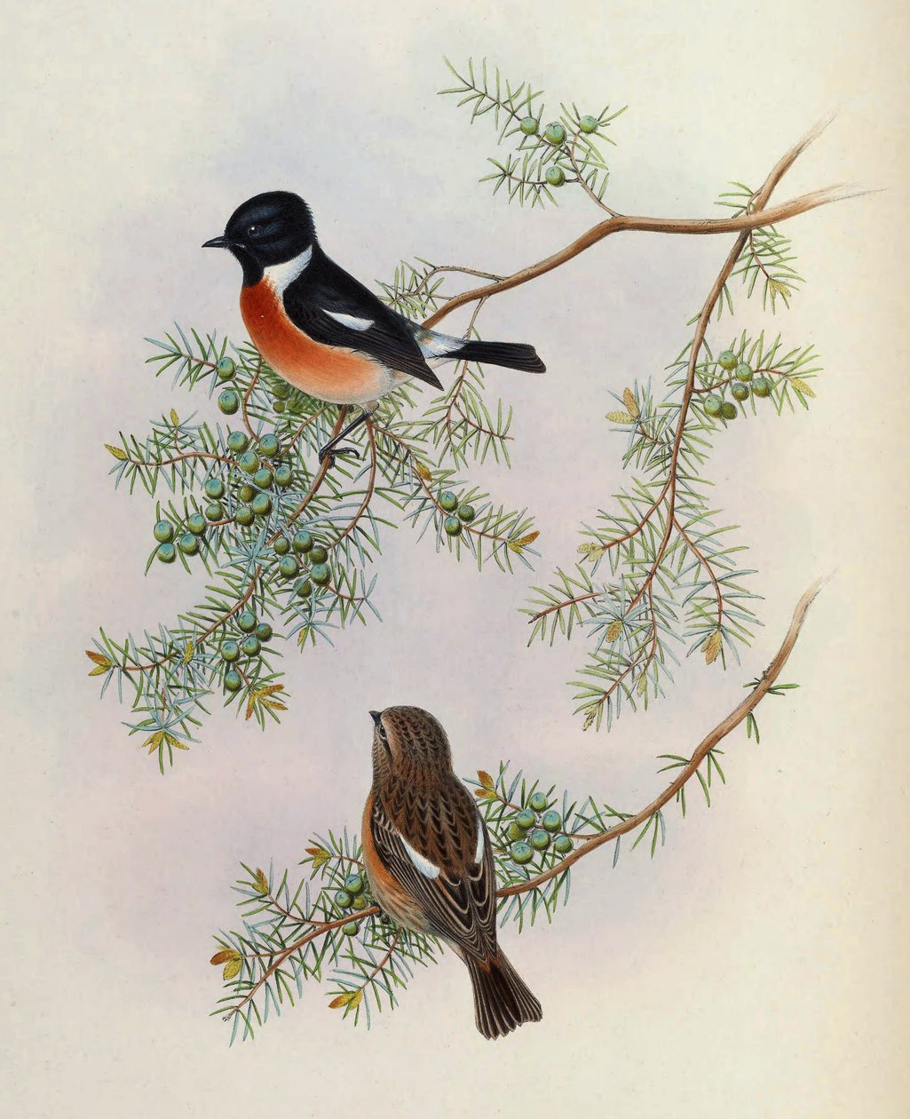 Saxicola maurus indicus ، على Juniperus formosana. من طيور آسيا (جون جولد) ، المجلد 4 بواسطة الطيور AsiaJohnGoIVGoul_0144.jpg