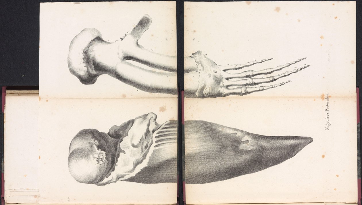 الزعانف الصدرية للحوت ، 1827 Nageoires Pectorales (العنوان على الكائن) بواسطة بوسويت