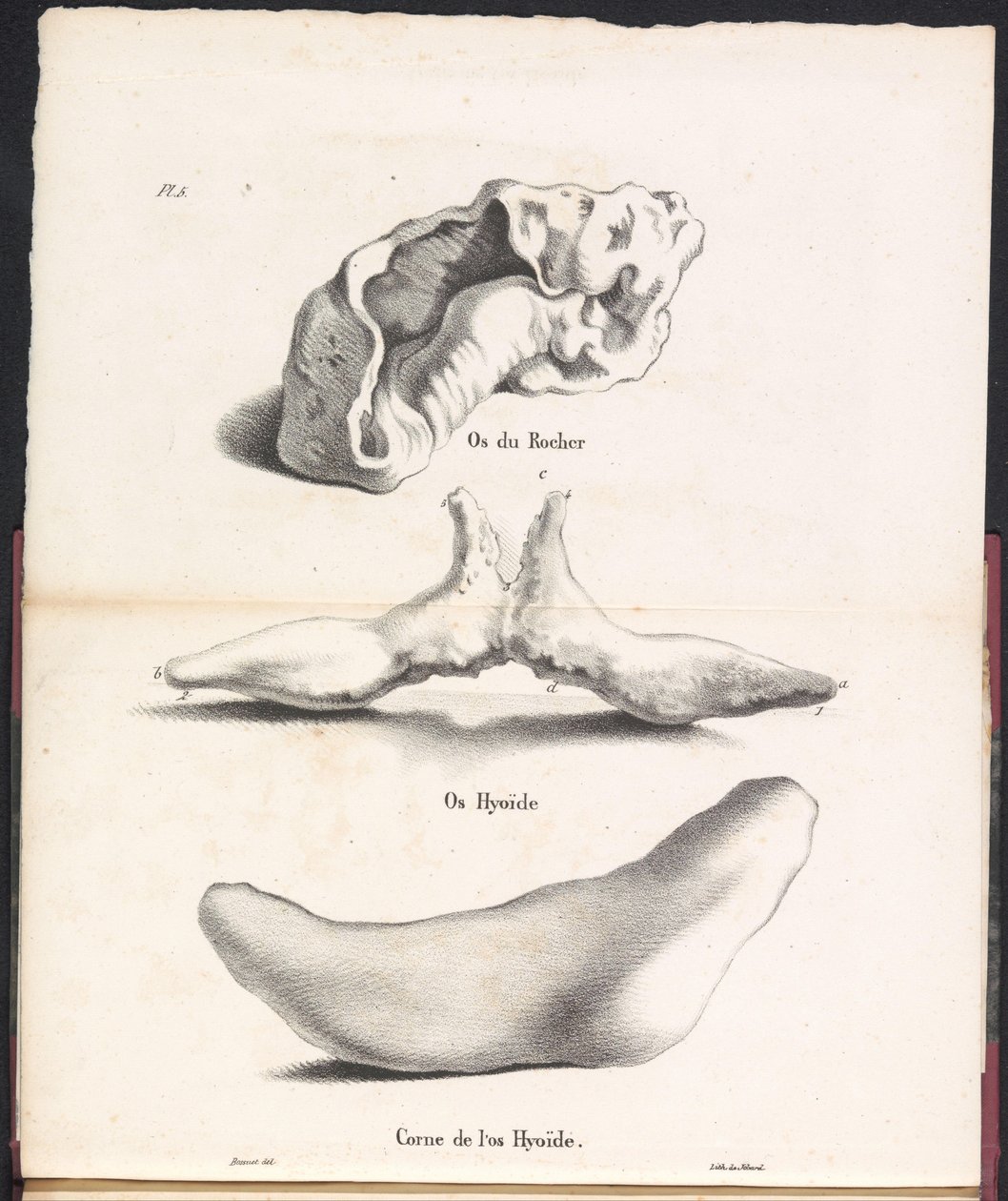 ثلاثة أجزاء من العظم اللامي للحوت ، 1827 Os du Rocher / Os Hyoïd / Corne de l'os Hyoïd (العنوان على الجسم) بواسطة بوسويت