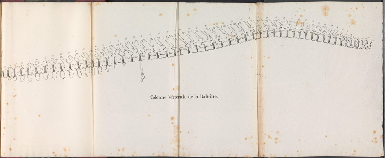 العمود الفقري للحوت 1827 Colonne Vertébrale de la Baleine (العنوان على الكائن) بواسطة بوسويت