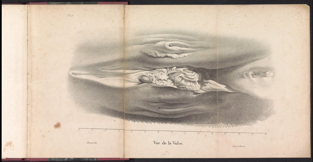 الأعضاء التناسلية الأنثوية للحوت ، 1827 Vue de la Vulve (العنوان على الكائن) بواسطة بوسويت