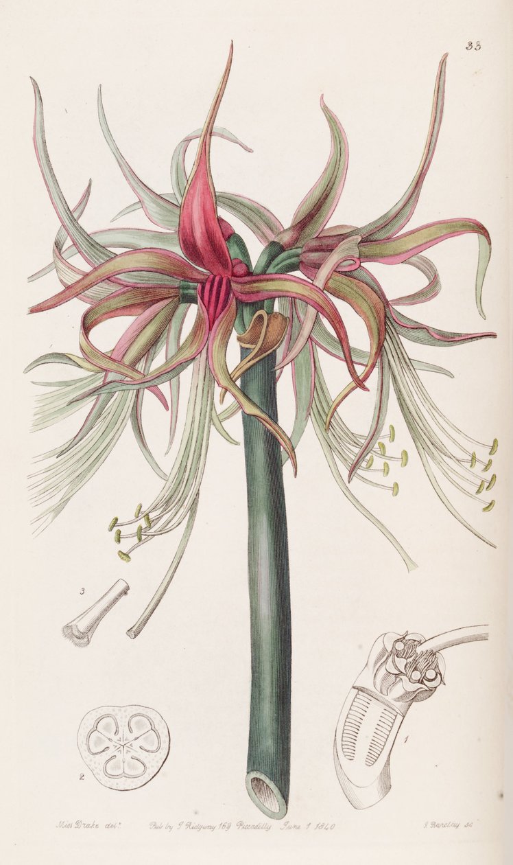 Hippeastrum cybister بواسطة سجل نباتي