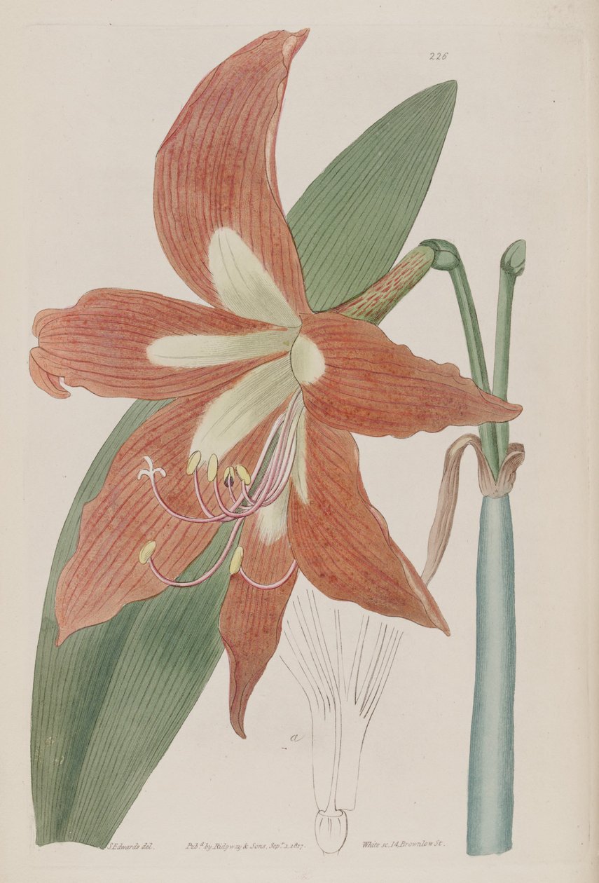 المخطط Hippeastrum بواسطة سجل نباتي