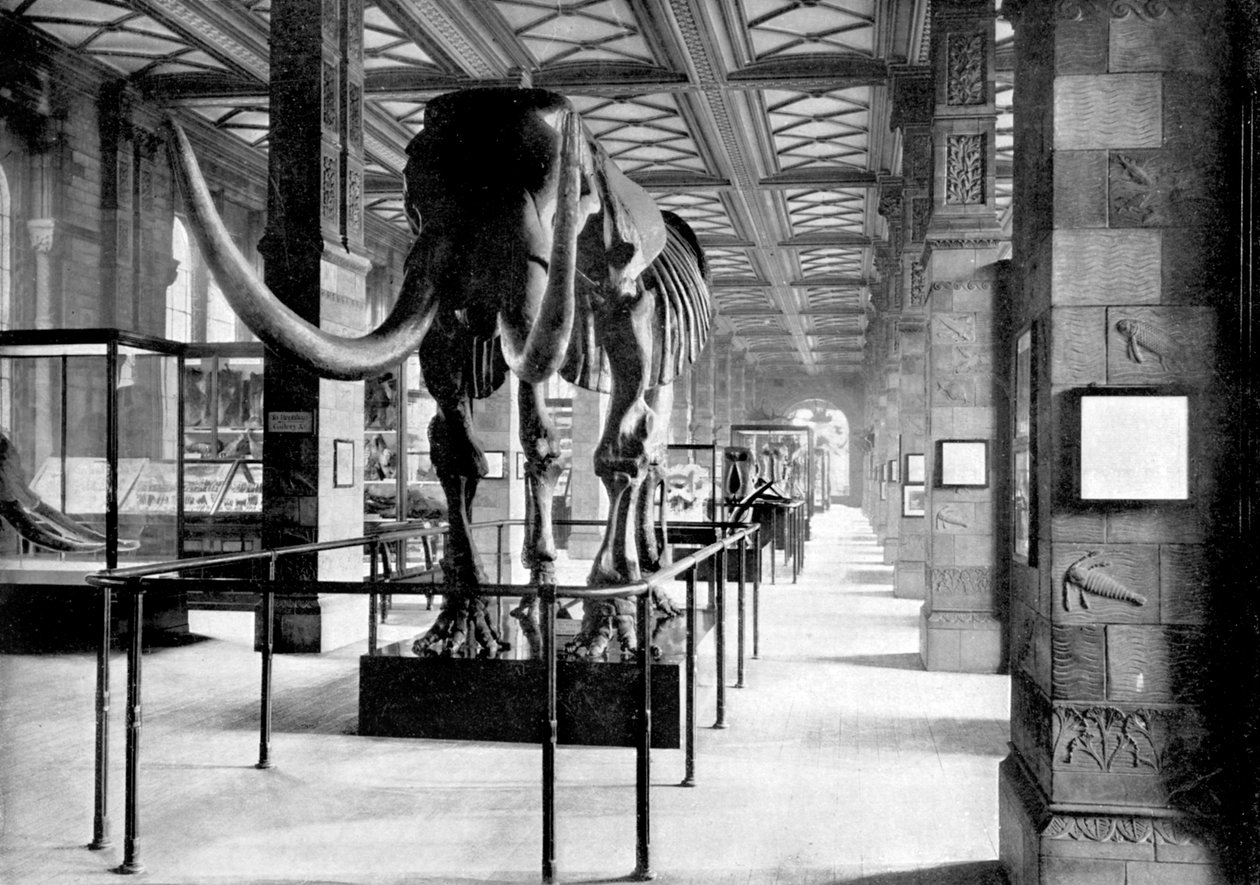 The Mastodon العظيم في معرض الجنوب الشرقي لمتحف التاريخ الطبيعي ، جنوب كنسينغتون ، لندن ، 1890 بواسطة مصور بريطاني