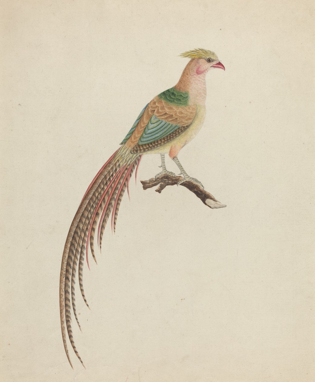 الدراج الذهبي (Chrysolophus pictus) بواسطة القرن الثامن عشر البريطاني