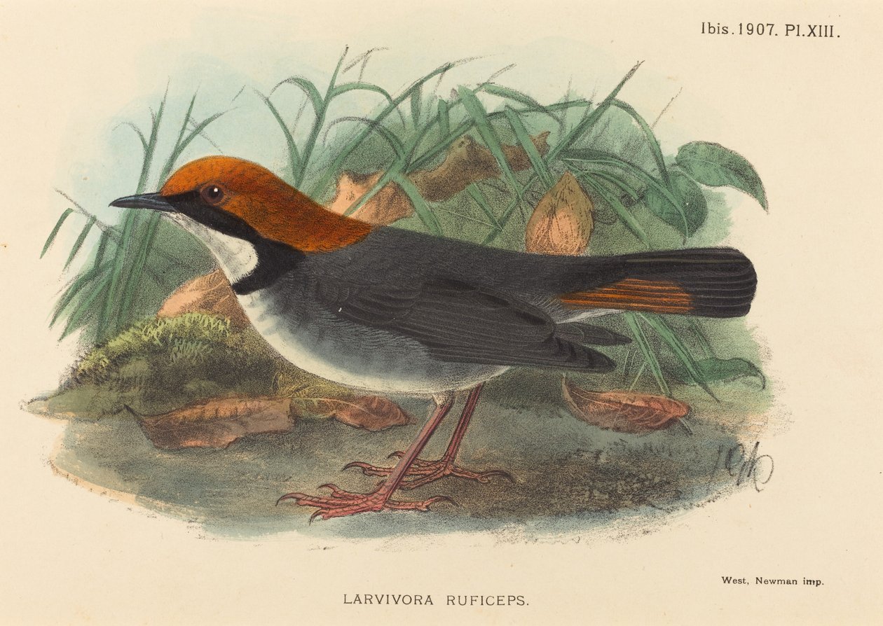 طائر (Larvivora Ruficeps) بواسطة القرن التاسع عشر البريطاني