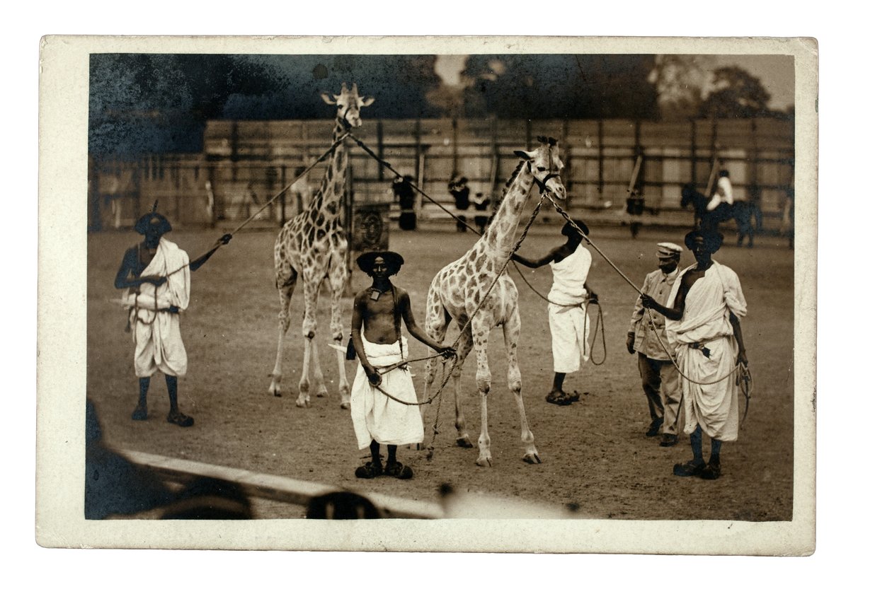 الزرافات وعمالهم الصوماليون ، حوالي 1905 (طباعة فضية من الجيلاتين) بواسطة مصور بريطاني