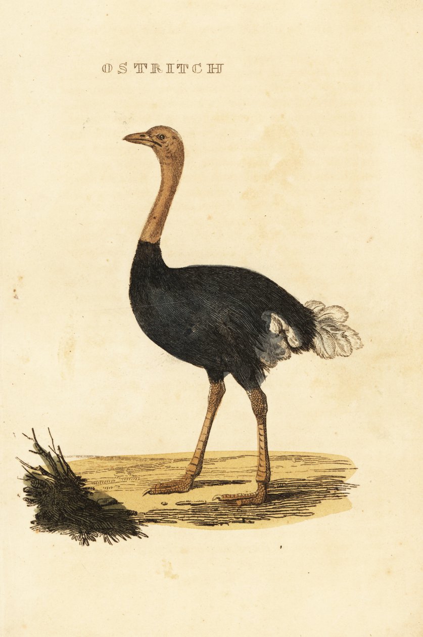 نعامة شائع ، Struthio camelus بواسطة المدرسة البريطانية