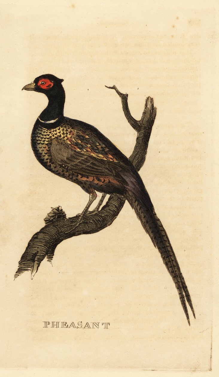 الدراج الشائع ، Phasianus colchicus بواسطة المدرسة البريطانية