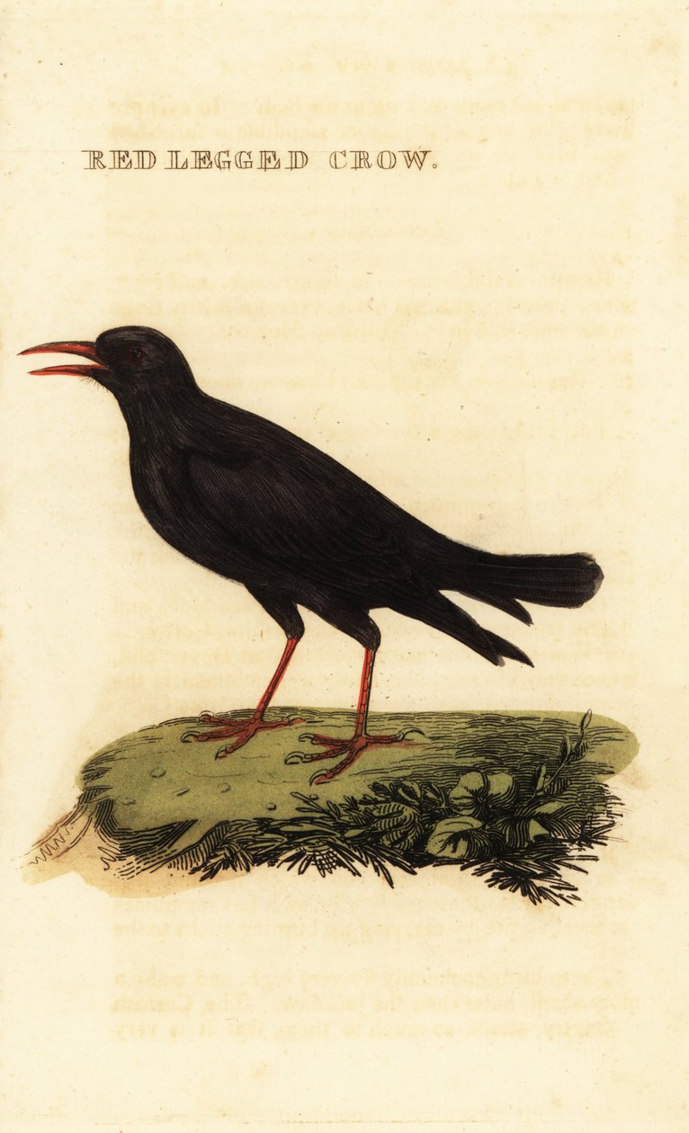 chough أحمر المنقار ، pyrrhocorax pyrrhocorax بواسطة المدرسة البريطانية
