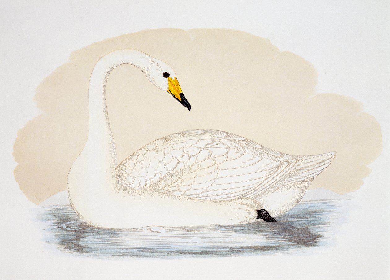 Wild Swan (Cygnus cygnus) ، نقش ، المملكة المتحدة بواسطة المدرسة البريطانية