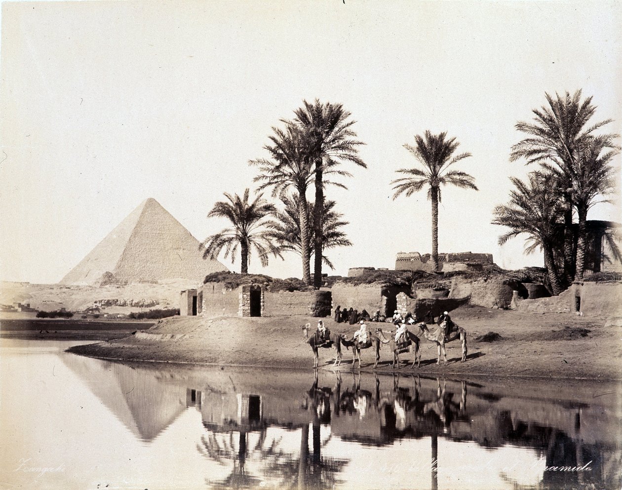 جمال تشرب عند سفح أهرامات مصر - تصوير الأخوين الزنغالي ، أواخر القرن التاسع عشر بواسطة الاخوة زنقاكي