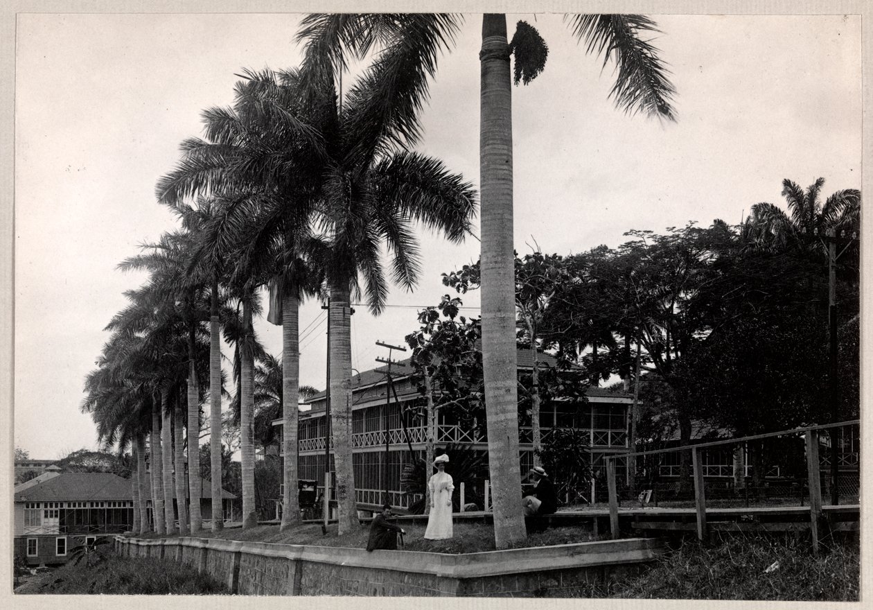 مجموعة من رجلين وامرأة تحت شجرة نخيل أثناء بناء قناة بنما ، 1912 أو 1913 (طباعة الجيلاتين الفضي) بواسطة شركة بايرون