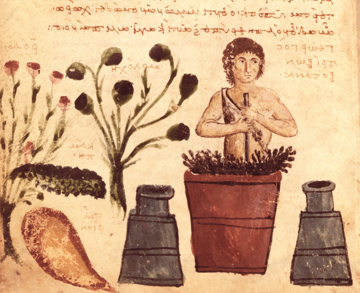 Ms Supp Grec 247 fol.5 فلاح يعد مرهمًا للحماية من الثعابين ، من Theriaca of Nicander of Colophon (القرن الثاني قبل الميلاد) بواسطة البيزنطية