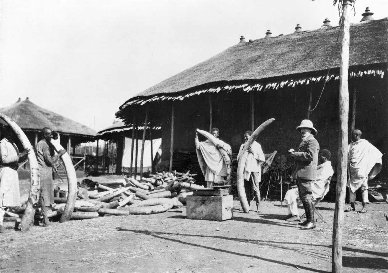 مخازن العاج في أديس أبابا ، إثيوبيا ، c.1900 (صور من وزن الجسم) بواسطة C. Chusseau Flaviens