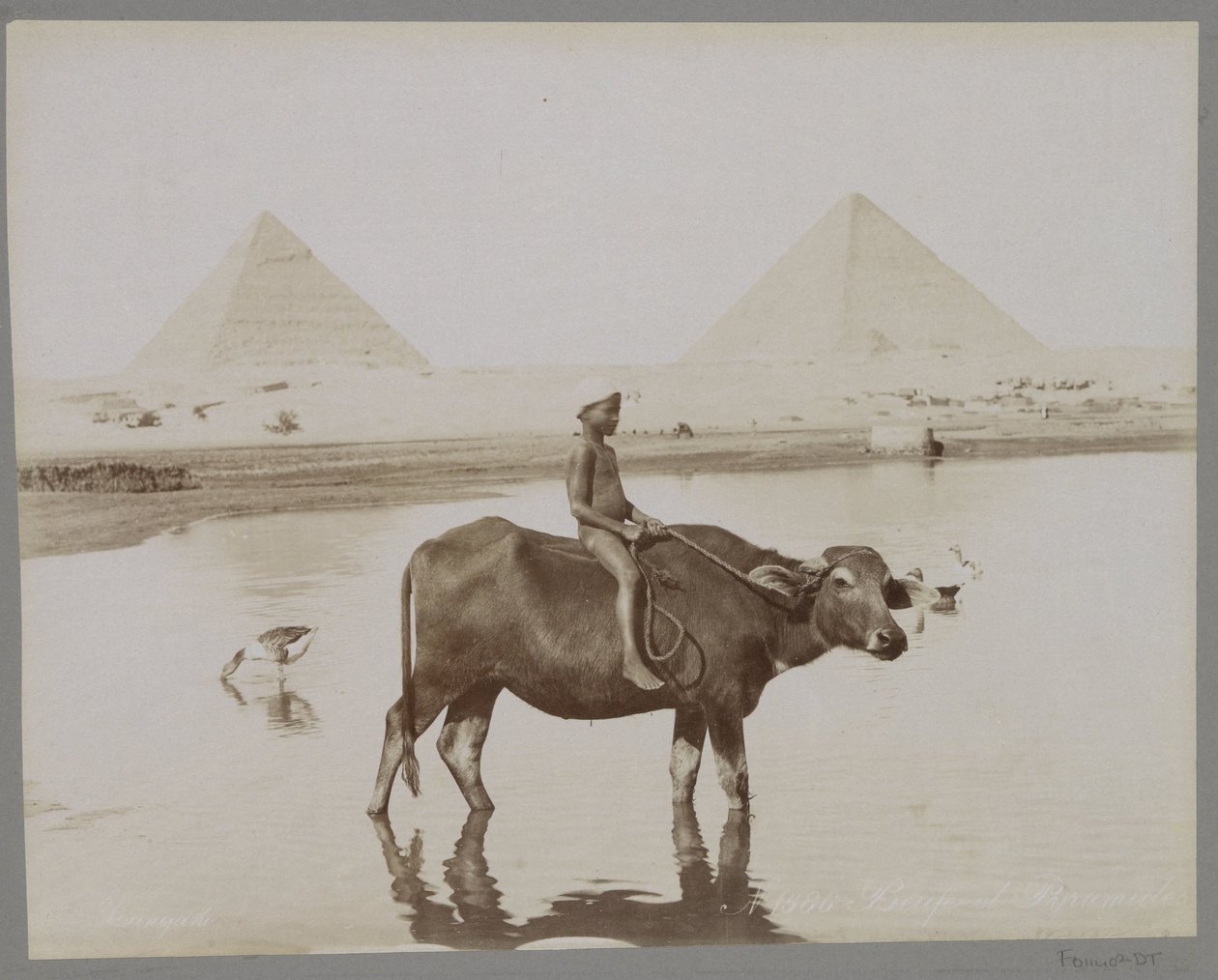 صبي على جاموس مع وجود هرمين في مصر في الخلفية Beufe et Pyramides (العنوان على الكائن) بواسطة C. and G. Zangaki