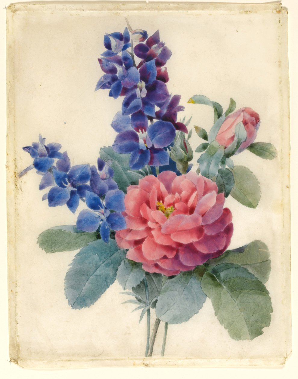 الزهور والورود و Larkspur (مرحاض & bodycolour على الرق) بواسطة Camile de Chanteraine
