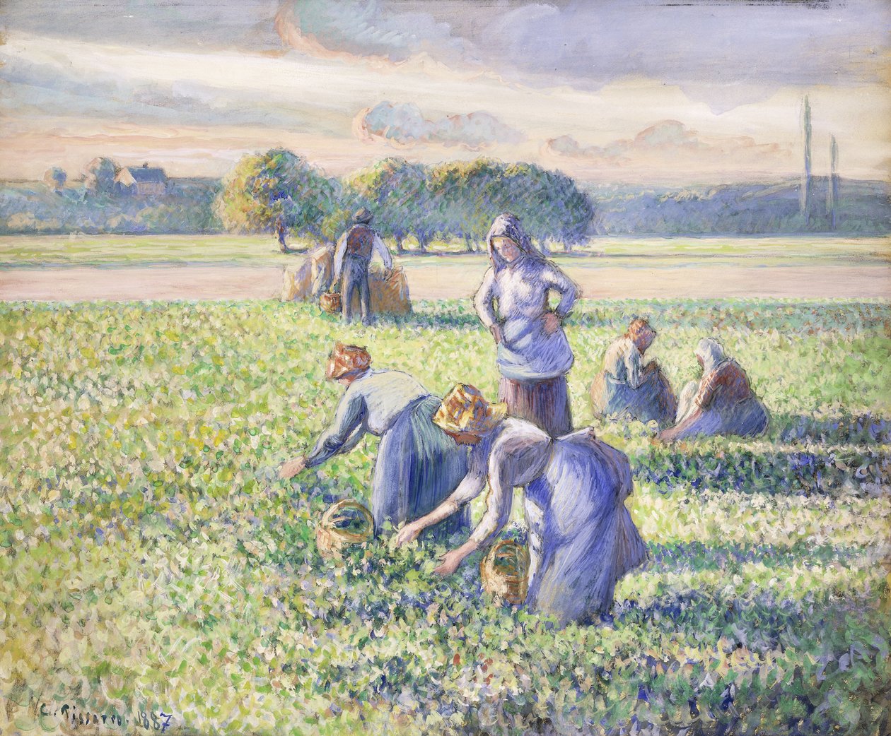 حصاد البازلاء ، 1887 بواسطة كميل يعقوب بيسارو
