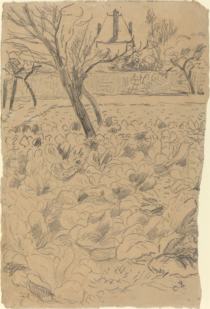 حقل الملفوف ، ج. 1880. بواسطة كميل بيسارو