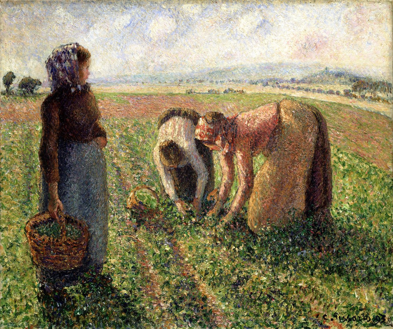 حصاد البازلاء ، Eragny ، 1893. بواسطة كميل يعقوب بيسارو