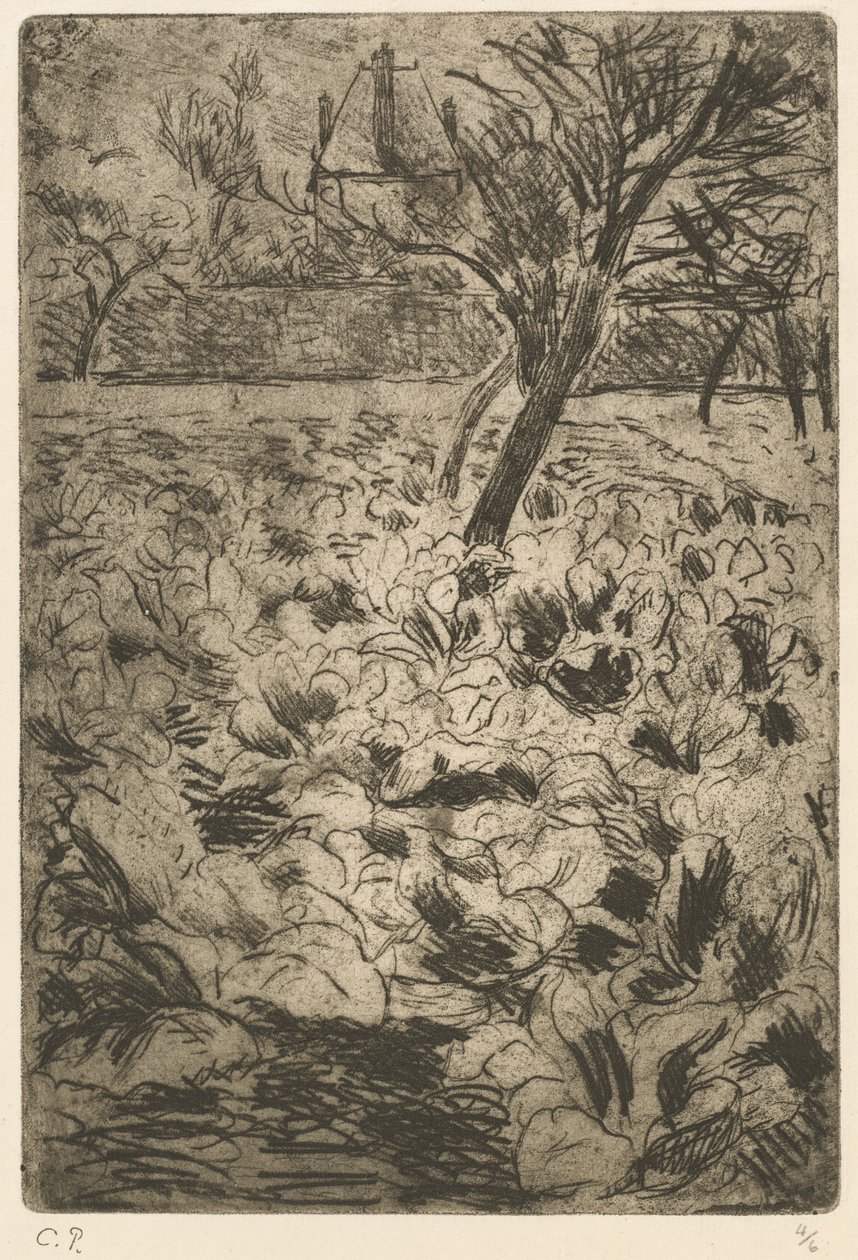 حقل الملفوف حقل الملفوف ، ج. 1880. بواسطة كميل بيسارو