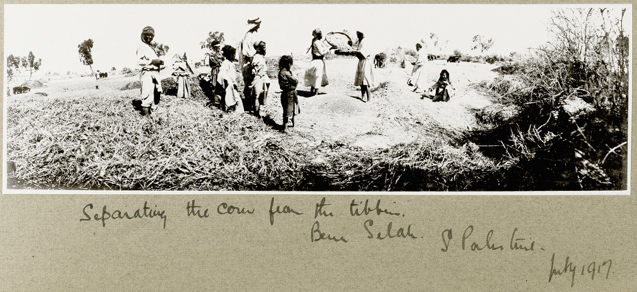 بدو يفصلون الذرة ، بني صالح ، يوليو 1917 بواسطة كابتن. آرثر رودس