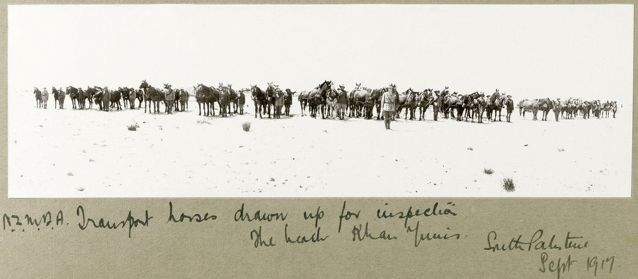خيول نقل NZMFA مرسومة للتفتيش على الشاطئ ، خان يونس ، سبتمبر 1917 بواسطة كابتن. آرثر رودس